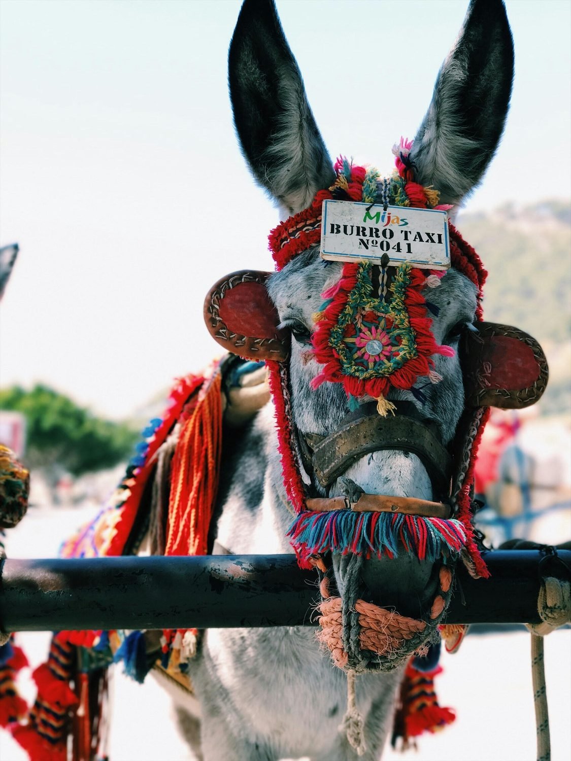 A decorated 'burro taxi' donkey in Mijas, Andalusia, Spain